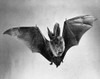 Bat flying with wings spread Poster Print - Item # VARSAL9901253