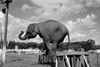 Trained elephant on plank Poster Print - Item # VARSAL255424744