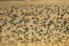Shorebird Flock At Sunset During Homer Shorebird Festival, Kenai Peninsula, Southcentral Alaska, Spring PosterPrint - Item # VARDPI2139424