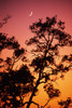 Hawaii, Tree Silhouetted Against Colorful Sunset, Crescent Moon In Sky. PosterPrint - Item # VARDPI1984111