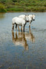 Two Camargue white horses in a lagoon  Camargue  Saintes-Maries-De-La-Mer  Provence-Alpes-Cote d'Azur  France Poster Print by Panoramic Images (24 x 36) - Item # PPI137504