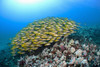 Hawaii, School of Bluestripe Snapper (Lutjanus kasmira) on the ocean floor. PosterPrint - Item # VARDPI2425030