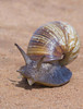 Close-up of a Giant African land snail  Tarangire National Park  Arusha Region  Tanzania (Lissachatina fulica) Poster Print by Panoramic Images (19 x 24) - Item # PPI95922
