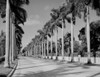 Royal palm trees along road Poster Print - Item # VARSAL255418933