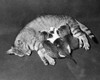 High angle view of a cat feeding its kitten Poster Print - Item # VARSAL25529826