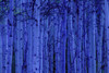 Trees At Night PosterPrint - Item # VARDPI1763777