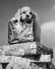 Close-up of a puppy on a stack of Christmas presents Poster Print - Item # VARSAL2554477