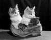 Two kittens with an old boot Poster Print - Item # VARSAL2551511