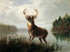 Eight Point Stag  Arthur Fitzwilliam Tait Poster Print - Item # VARSAL900141126