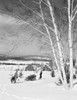 USA  New Hampshire  Lancaster  people carrying christmas tree in winter landscape Poster Print - Item # VARSAL255420607