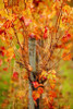 http://c328301.r1.cf1.rackcdn.com/PPI147718.jpg