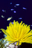 Papua New Guinea, Yellow Feather Star, Crinoidea, And Tropical Fish PosterPrint - Item # VARDPI2000702