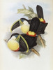 Citron-brested Toucan John Gould Poster Print - Item # VARSAL900140736