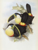 Citron-brested Toucan John Gould Poster Print - Item # VARSAL900140736