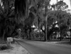 USA  South Carolina  highway 61 from Charleston to Sommerville  Spanish moss hanging from trees Poster Print - Item # VARSAL255424004