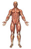 Anatomy of male muscular system, front view Poster Print - Item # VARPSTSTK700150H