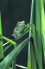 Painted Monkey Frog In Reeds PosterPrint - Item # VARDPI1789236