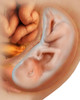 Medical illustration of fetus development at 36 weeks Poster Print - Item # VARPSTSTK700546H