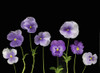 http://c328301.r1.cf1.rackcdn.com/DPI1792909LARGE.jpg