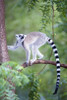 Ring-Tailed lemur (Lemur catta) climbing a tree  Berenty  Madagascar Poster Print by Panoramic Images (16 x 24) - Item # PPI119361