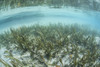 A sea grass meadow grows in the shallow water of Raja Ampat, Indonesia. This remote region is known as the heart of the Coral Triangle and harbors more marine organisms than anywhere else on Earth Poster Print - Item # VARPSTETH400507U