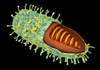 Conceptual image of rabies virus Poster Print