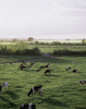 Friesian Bullocks, Ireland; Herd Of Cattle Grazing PosterPrint - Item # VARDPI1817663