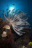Crinoid in Raja Ampat, Indonesia Poster Print