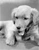 Cocker Spaniel puppy Poster Print