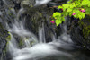 A sprig of Salmonberry flowers and leaves drape over waterfall, Kodiak, Alaska PosterPrint - Item # VARDPI12288199