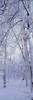 Winter Forest Poster Print by Panoramic Images (12 x 37) - Item # PPI69800