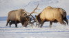 Captive: Roosevelt Elk Fight During Rut Season, Alaska Wildlife Conservation Center, Southcentral Alaska, Winter PosterPrint - Item # VARDPI2099459