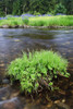 Foliage On A Islet In Fools Creek, Wrangell Island, Southeast Alaska PosterPrint - Item # VARDPI2100962