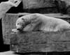 Polar Bear Poster Print - Item # VARSAL255420397