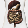 Medical illustration showing the human digestive system: liver, stomach, large intestine, small intestine Poster Print - Item # VARPSTSTK700253H