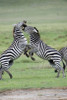 Burchell's zebras (Equus burchelli) fighting in a field  Ngorongoro Crater  Ngorongoro  Tanzania Poster Print by Panoramic Images (16 x 24) - Item # PPI119316