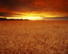Sunset Over Wheat Field PosterPrint - Item # VARDPI6143