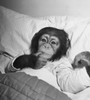 High angle view of a young chimpanzee lying on the bed Poster Print - Item # VARSAL9901559