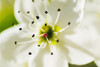 White Crocus Blossom, Selective Focus On Stamens And Pistil. PosterPrint - Item # VARDPI1976401