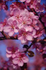 A Close-Up Of Small, Pink Flowers PosterPrint - Item # VARDPI1776945