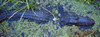 Alligator Swimming in a River  Florida Poster Print by Panoramic Images (33 x 12) - Item # PPI94259