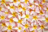 Close-Up Of A Bed Of Light Pink Plumeria Flowers, Water Drops, Yellow Centers C1667 PosterPrint - Item # VARDPI1999806