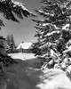 Snow covered trees in front of a house Poster Print - Item # VARSAL25532059