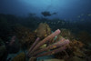 Scuba diver swimming underwater amongst large pipe sponges, Bonaire, Caribbean Netherlands. Poster Print - Item # VARPSTTMO400006U