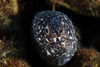 Spotted Moray Eel in its hole, Bonaire, Caribbean Netherlands Poster Print - Item # VARPSTTMO400164U