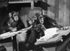 Four chimpanzees sitting in a classroom Poster Print - Item # VARSAL9901564B