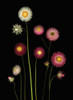 Flowers PosterPrint - Item # VARDPI1792894
