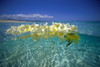 Over/Under Plumeria Lei Floating Ocean Surface Calm Turquoise Beach Distant Background Blue Sky With Clouds PosterPrint - Item # VARDPI2001068