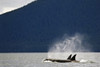 Killer Whales, Alaska, Usa PosterPrint - Item # VARDPI1841129