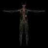 3D rendering of human lymphatic system Poster Print - Item # VARPSTSTK701175H